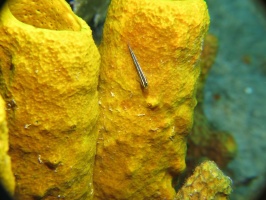 075 Yellowline Goby on Yellow Tube Sponge  IMG 5437